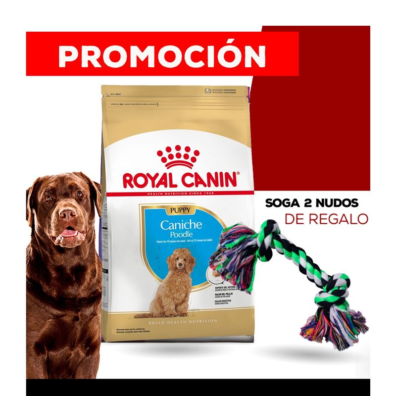 caniche---soga-